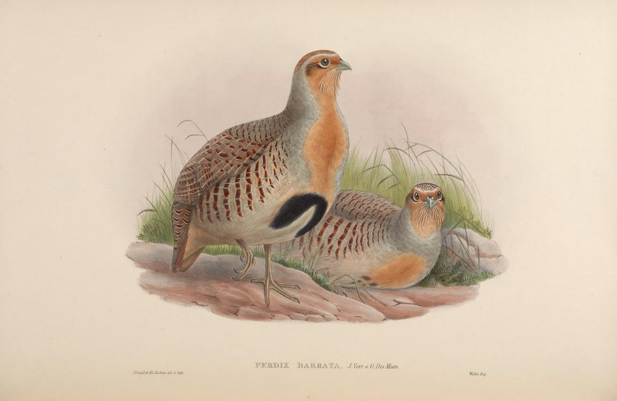 Perdix barbata = Perdix dauurica af John Gould