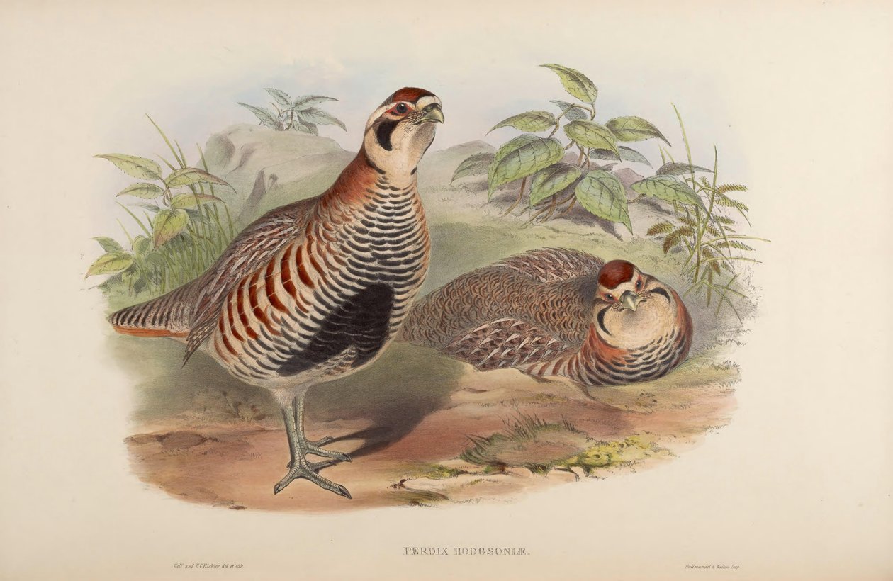 Perdix hodgsoniae af John Gould