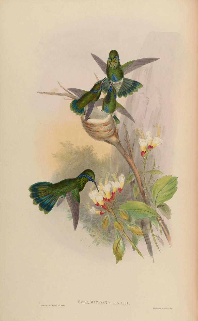 Petasophora anais = Colibri blinker af John Gould