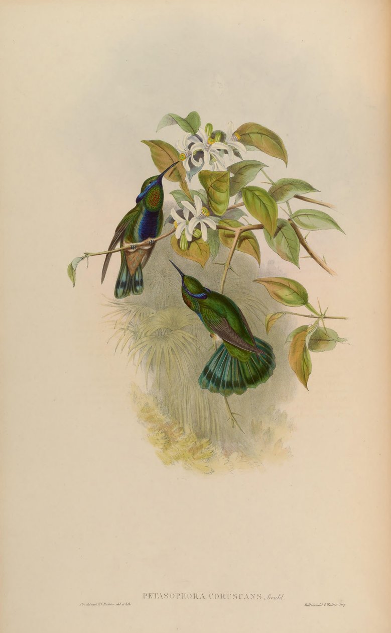 Petasophora blinker = Colibri blinker af John Gould