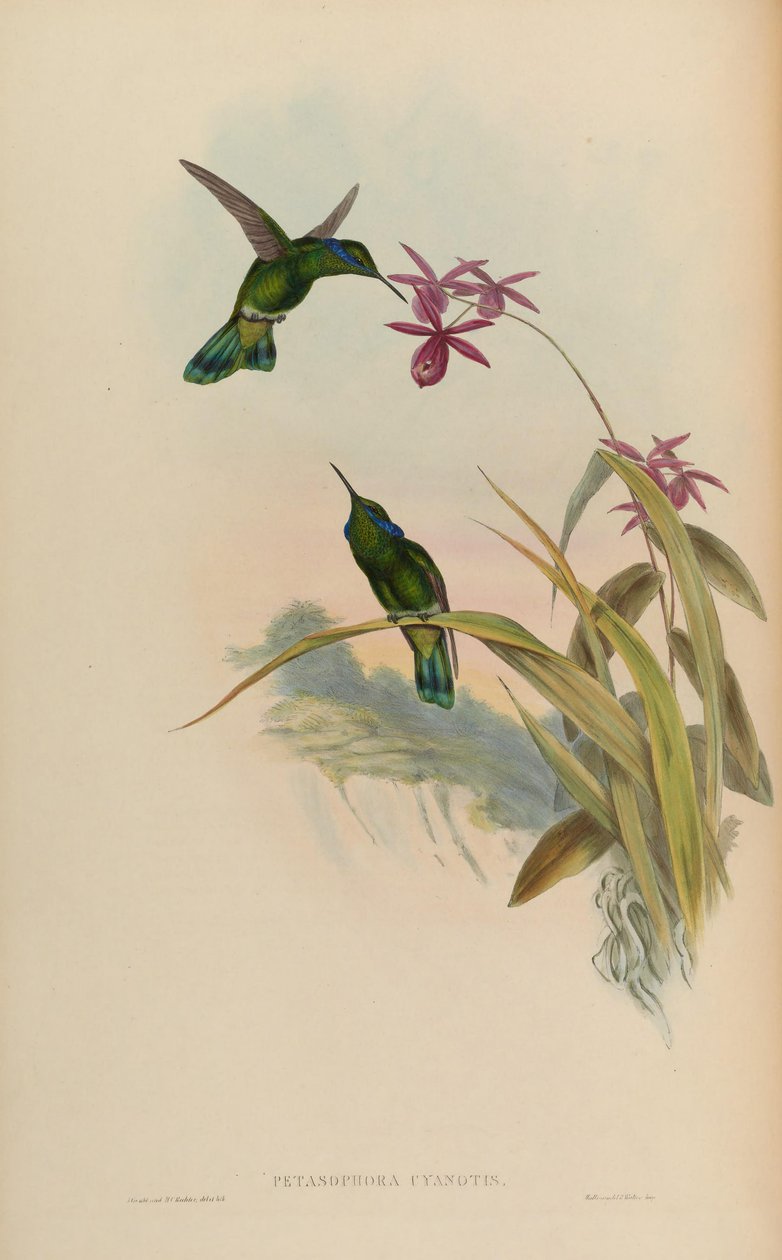 Petasophora cyanotus = Colibri thalassinus cyanotus af John Gould