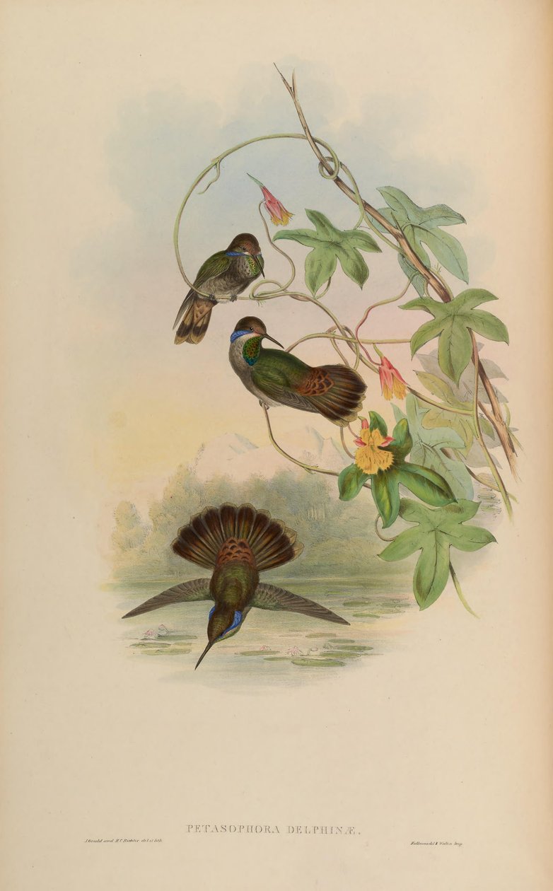 Petasophora delphinae = Colibri delphinae af John Gould