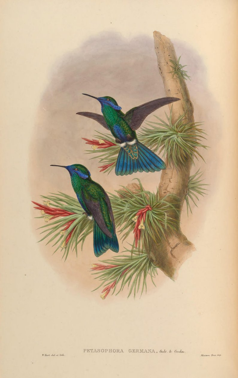 Petasophora germana = Colibri blinkende germanus af John Gould