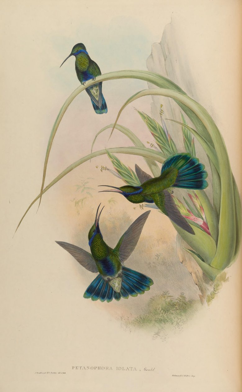 Petasophora iolata = Colibri blinker af John Gould