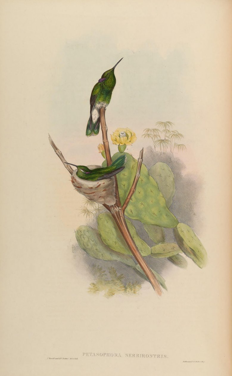 Petasophora serrirostris = Colibri serrirostris af John Gould