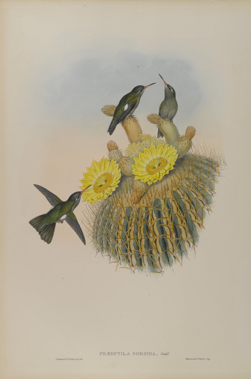 Phaeoptila Sordida: Dusky af John Gould