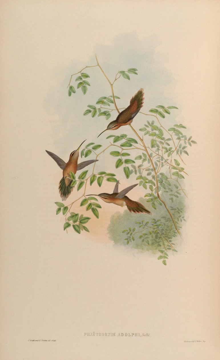 Phaethornis adolphi = Phaethornis striigularis saturatus af John Gould