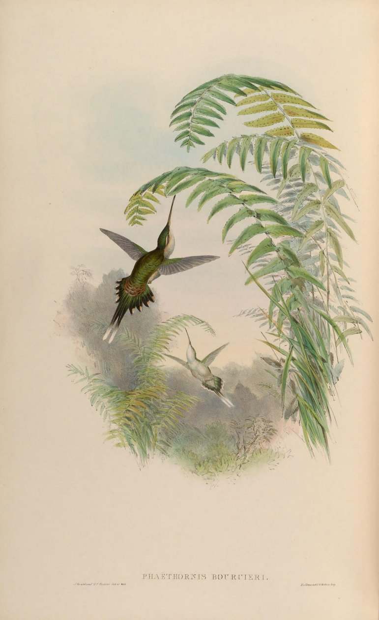 Phaethornis bourcieri af John Gould
