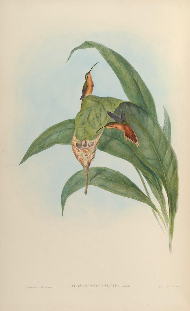 Phaethornis eremita = Phaethornis ruber ruber af John Gould