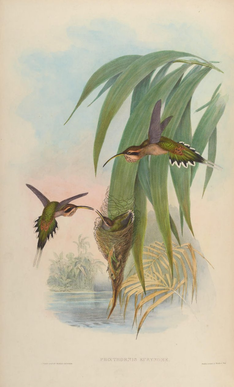 Phaethornis eurynome af John Gould