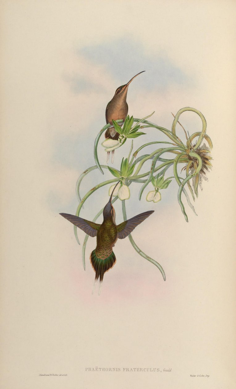 Phaethornis fraterculus = Phaethornis superciliosus superciliosus af John Gould