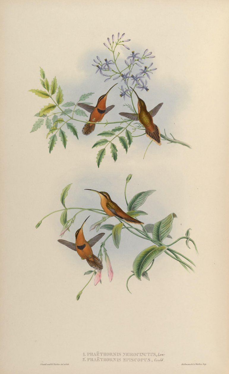 Phaethornis nigricinctus = Phaethornis ruber nigricinctus af John Gould