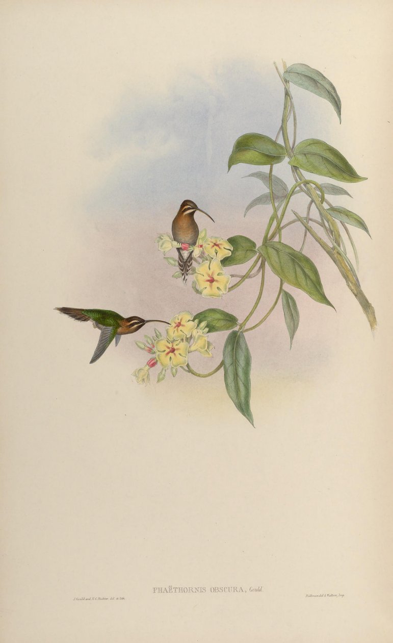 Phaethornis obscura = Phaethornis idaliae af John Gould