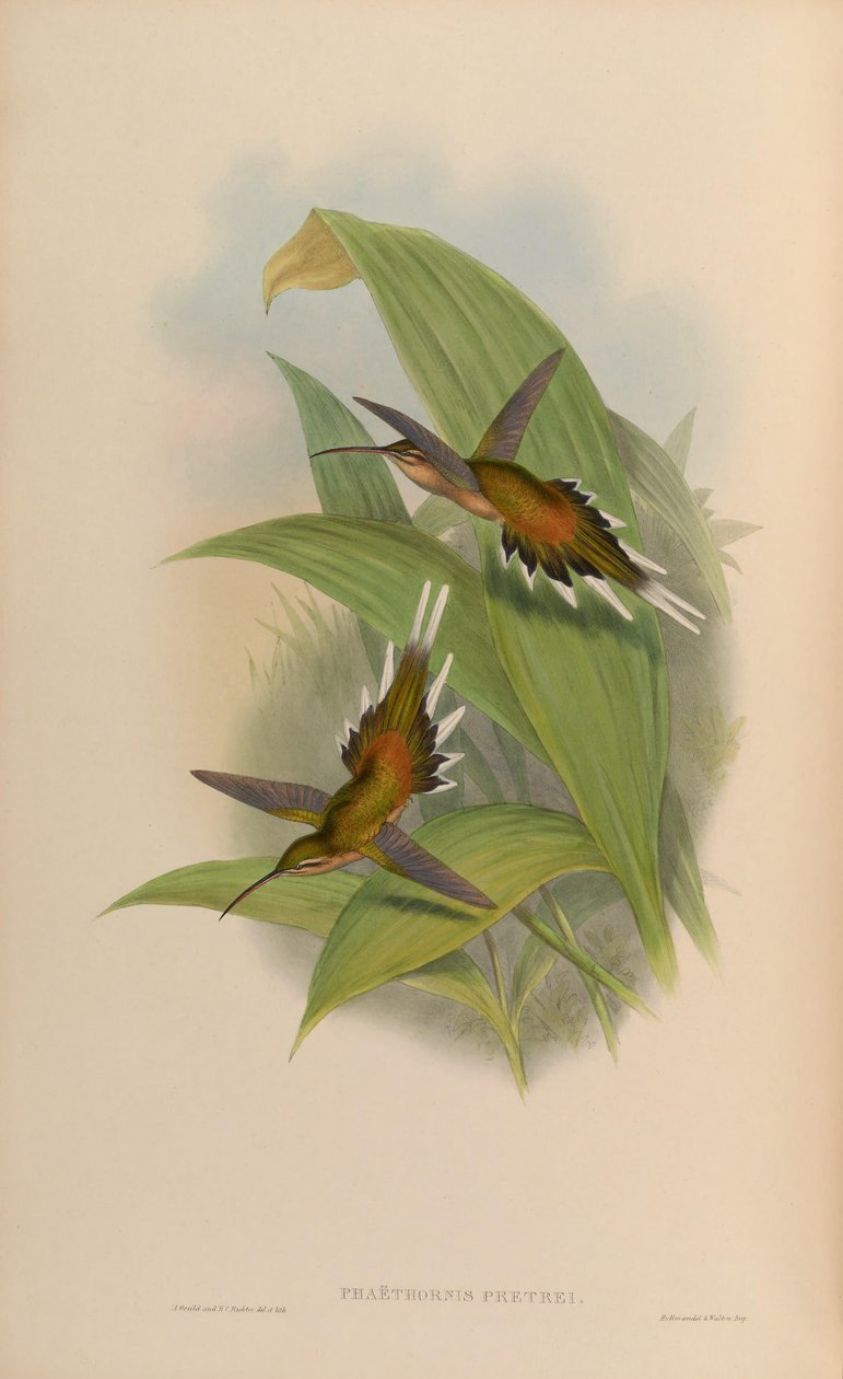 Phaethornis pretrei af John Gould