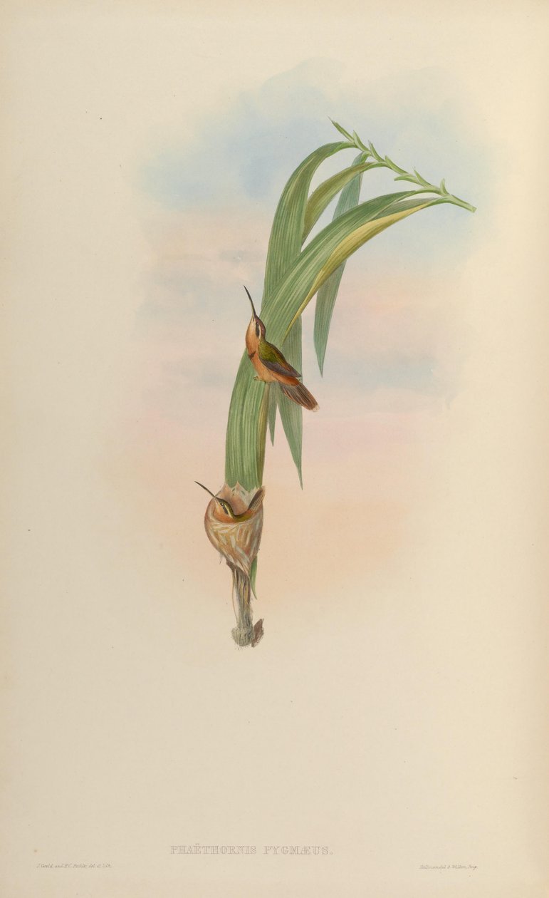 Phaethornis pygmaeus = Phaethornis ruber ruber af John Gould