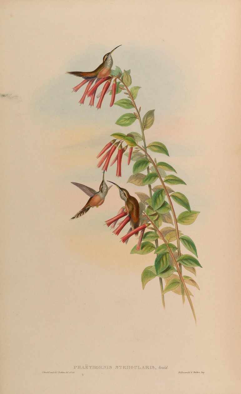 Phaethornis striigularis af John Gould