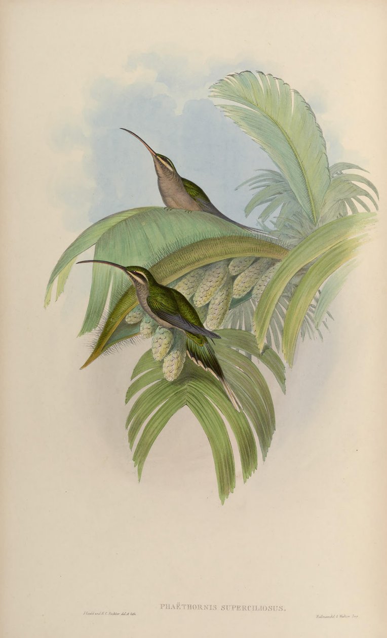 Phaethornis superciliosus af John Gould