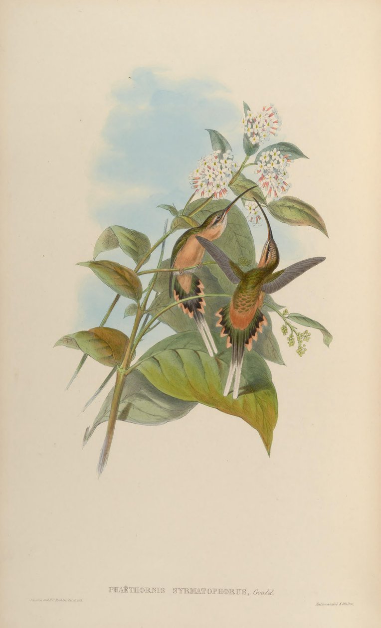 Phaethorn trådholder af John Gould