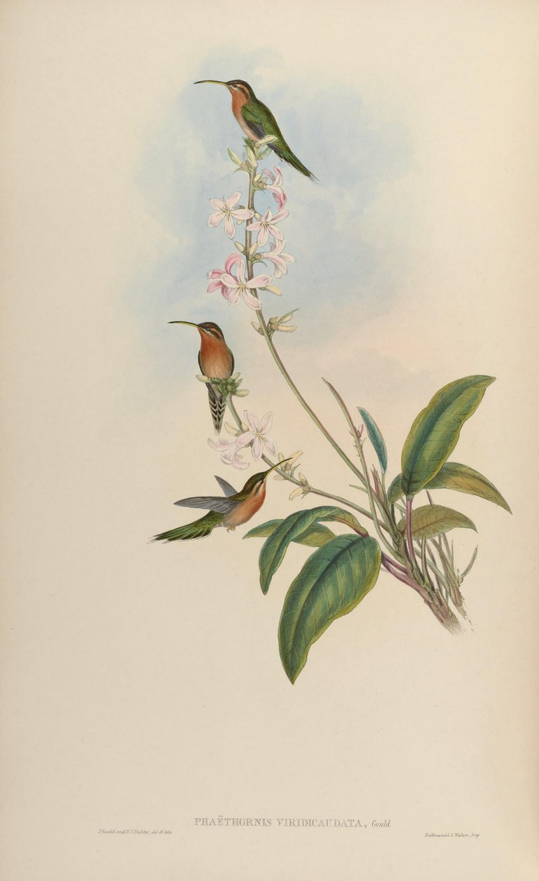 Phaethornis viridicaudata = Phaethornis idaliae af John Gould
