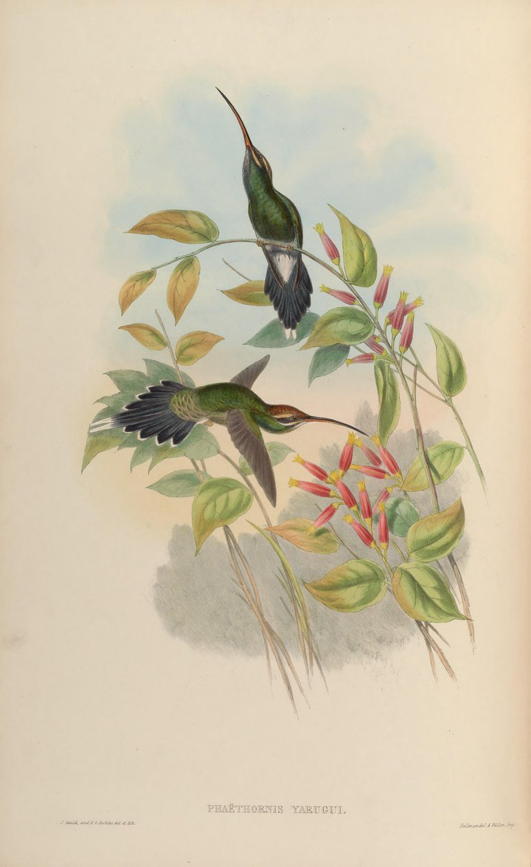 Phaethornis yaruqui af John Gould