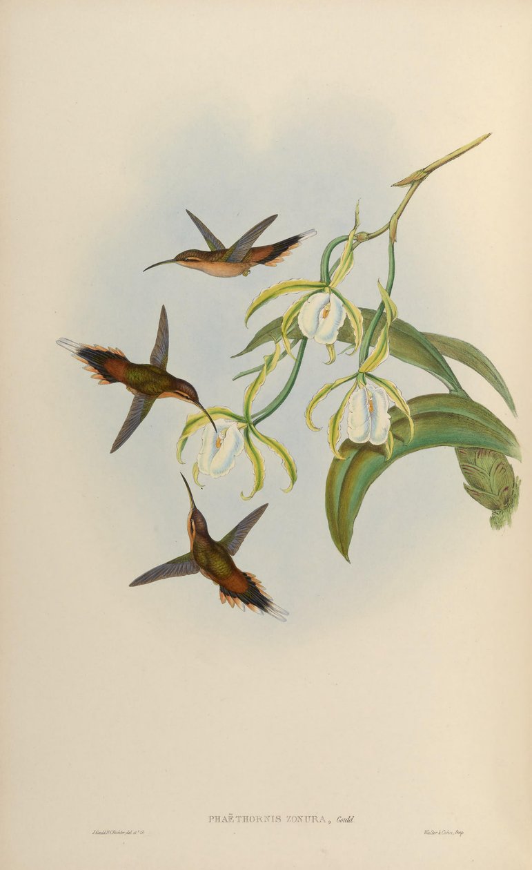 Phaethornis zonura = Phaethornis griseogularis zonura af John Gould