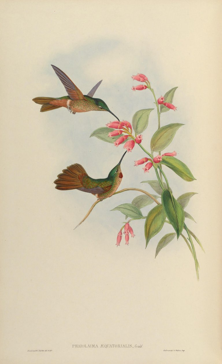 Phaiolaema concolor = Heliodoxa rubinoides lige af John Gould