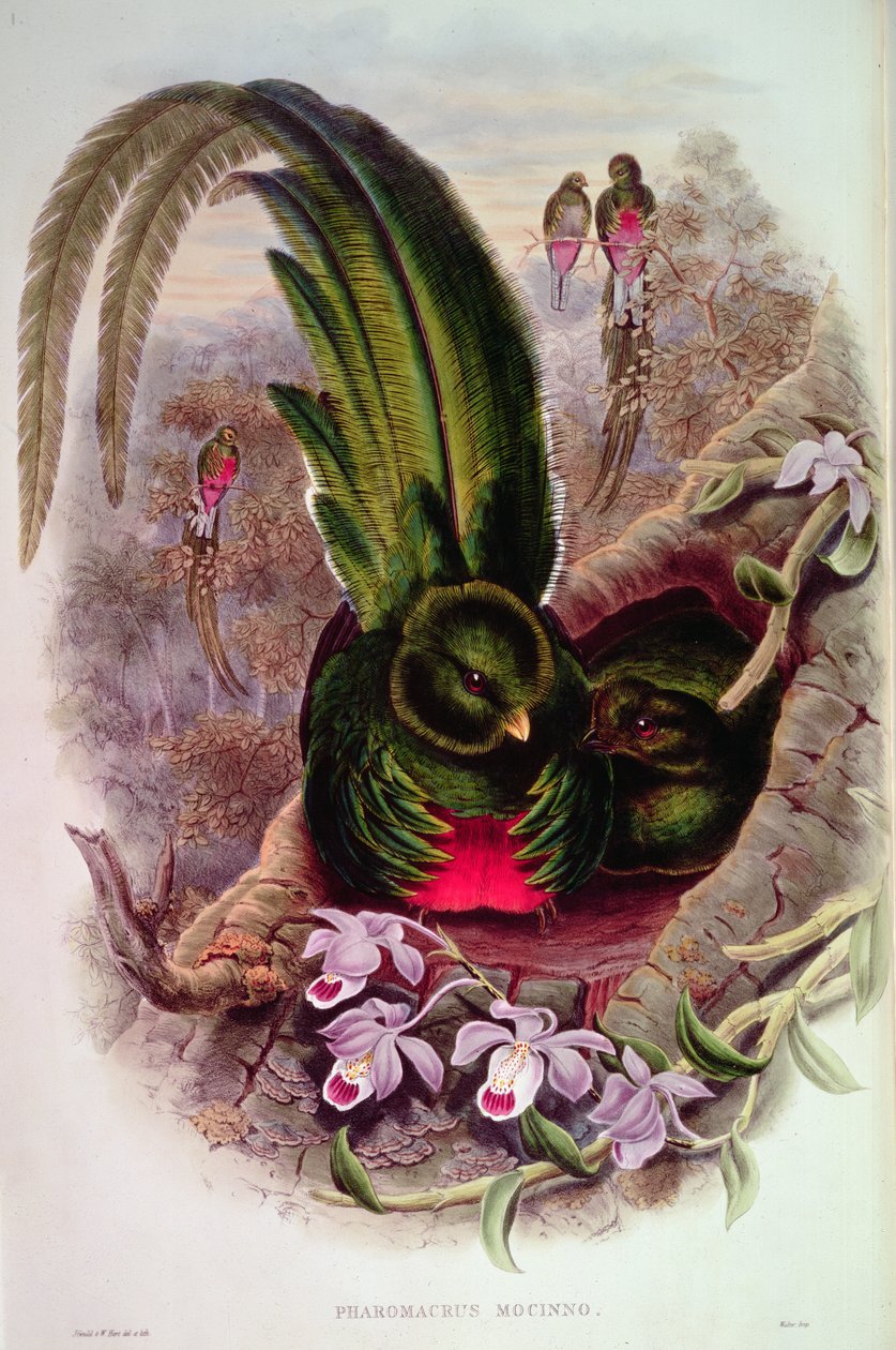 Pharomachrus Mocinno, graveret af T. Walter af John Gould