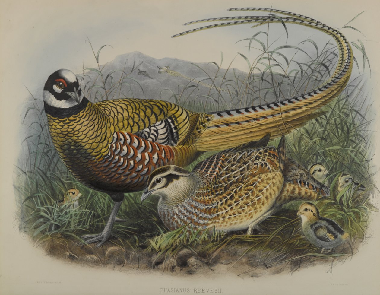 Phasianus Reevesii: Reeves Fasan af Joseph Smit