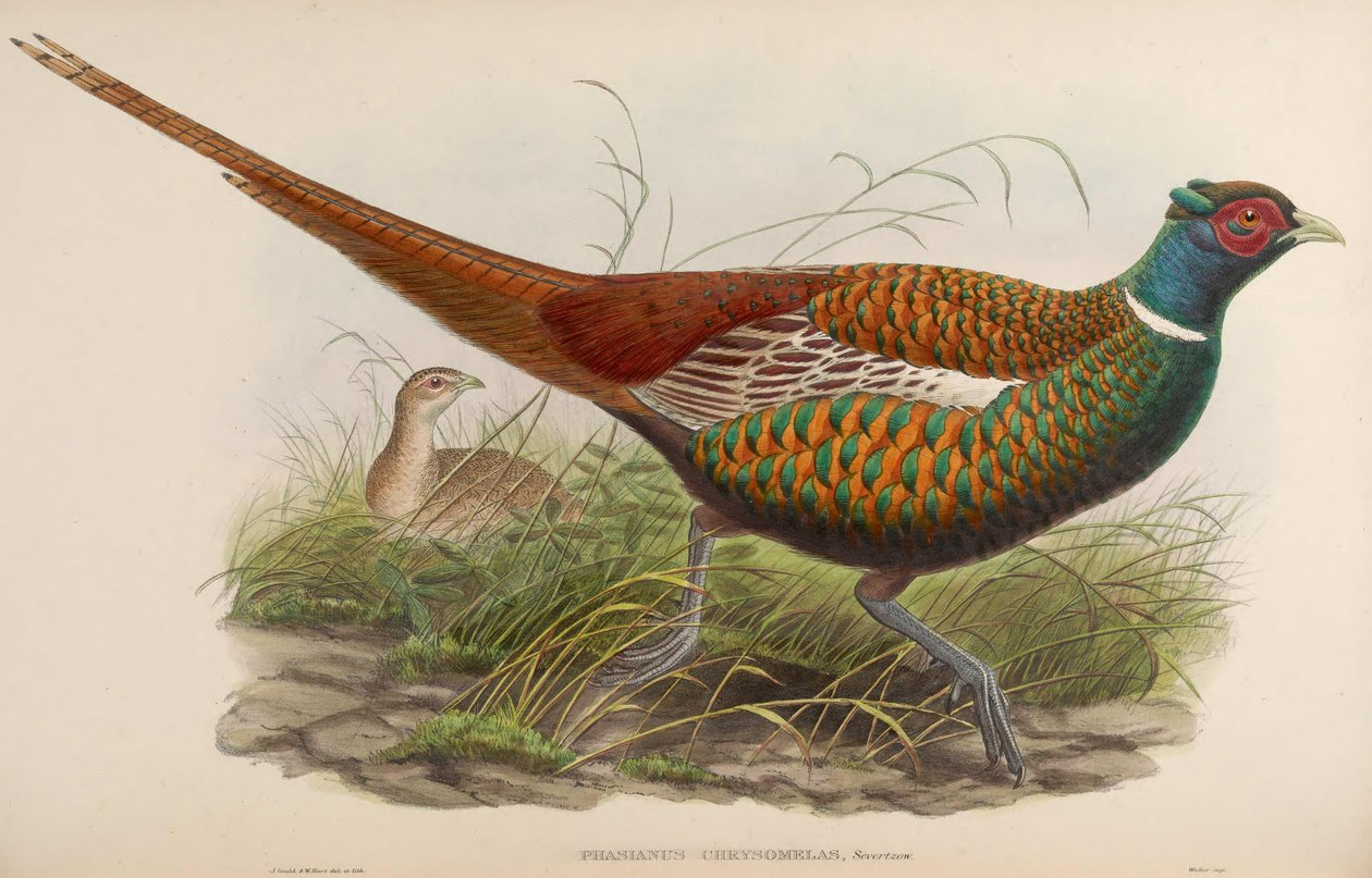 Phasianus chrysomelas = Phasianus colchicus chrysomelas af John Gould
