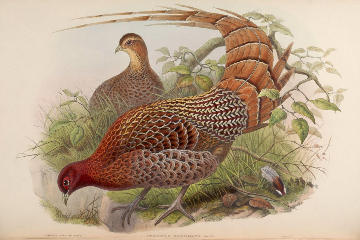 Phasianus scintillans = Syrmaticus soemmerringii scintillans af John Gould