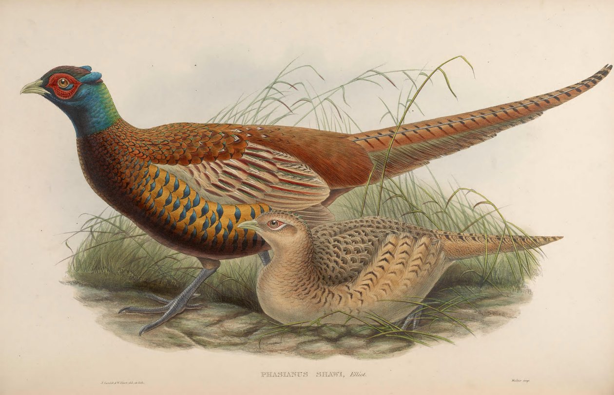 Phasianus shawii = Phasianus colchicus shawii af John Gould