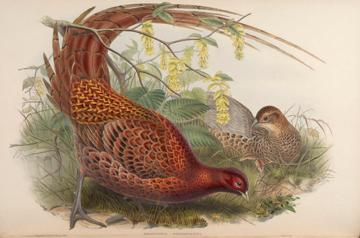 Phasianus soemmeringii = Syrmaticus soemmerringii af John Gould