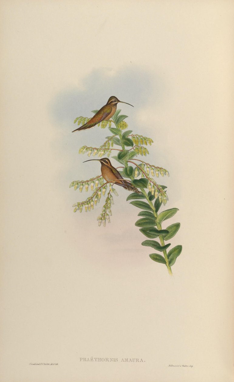 Phaëthornis amaura = Phaethornis striigularis striigularis striigularis af John Gould