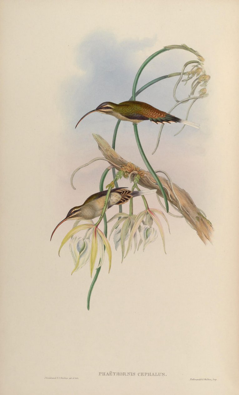 Phaëthornis cephalus = Phaethornis longirostris longirostris af John Gould