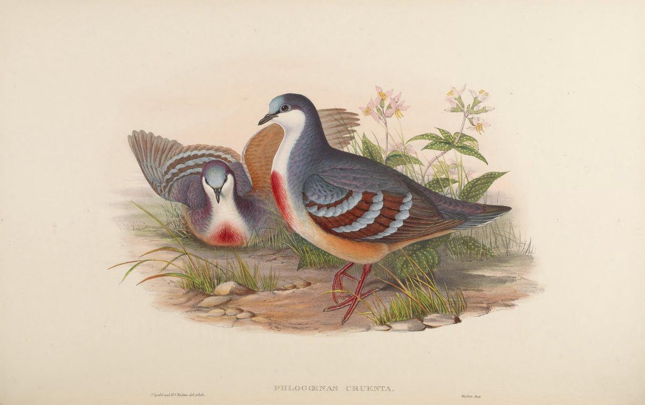 Phlogoenas cruenta = Gallicolumba luzonica af John Gould