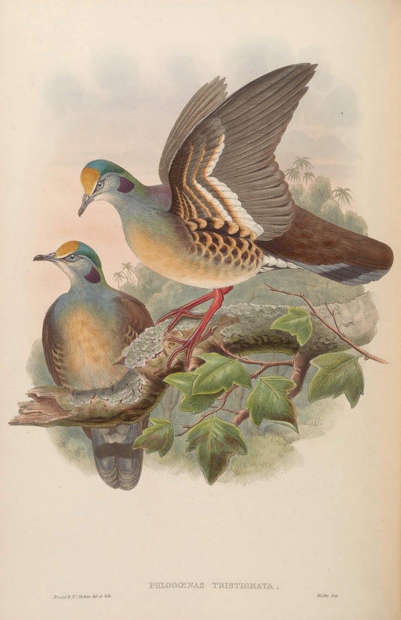 Phlogoenas sadgma = Galliumba af John Gould