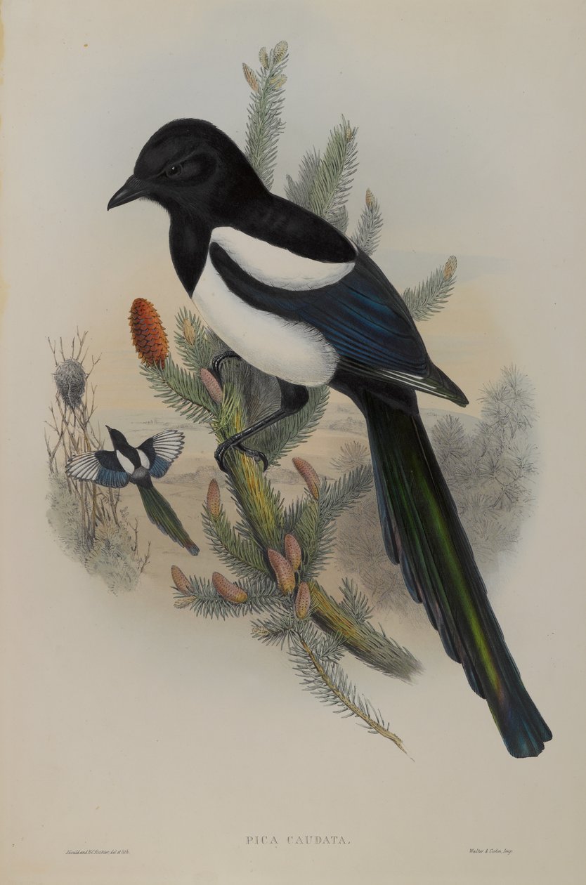 Pica Caudata - Magpie af John Gould