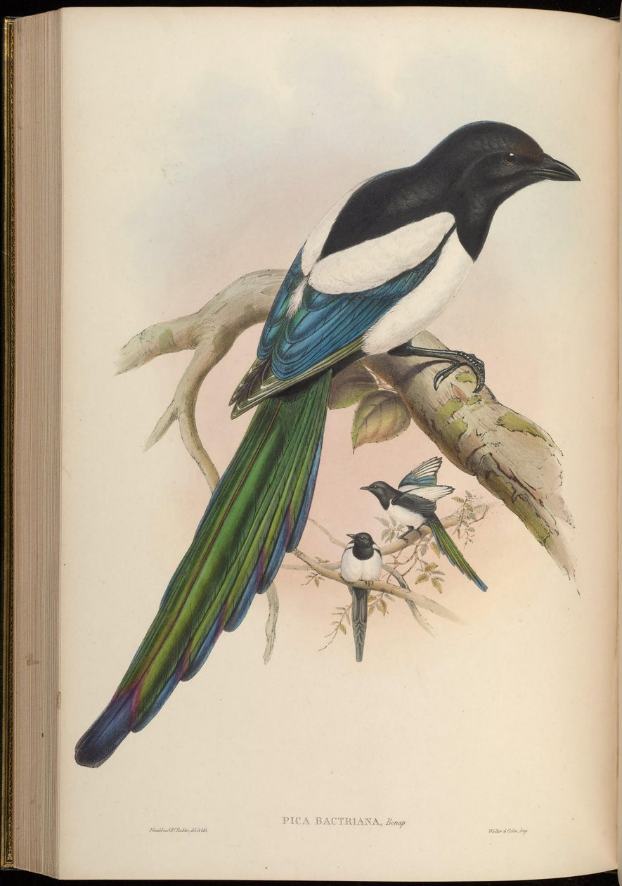 Pica bactriana = Pica pica bactriana af John Gould