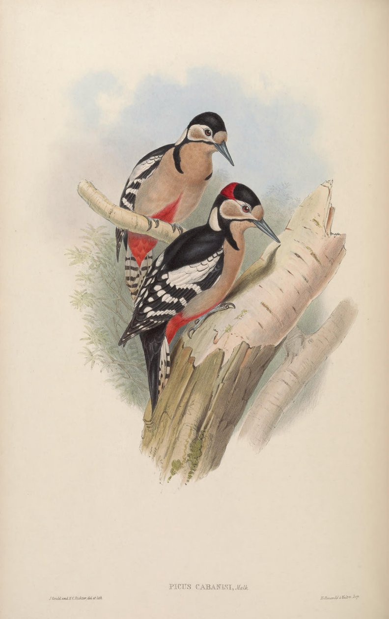 Picus cabanisi = Dendrocopos major cabanisi af John Gould