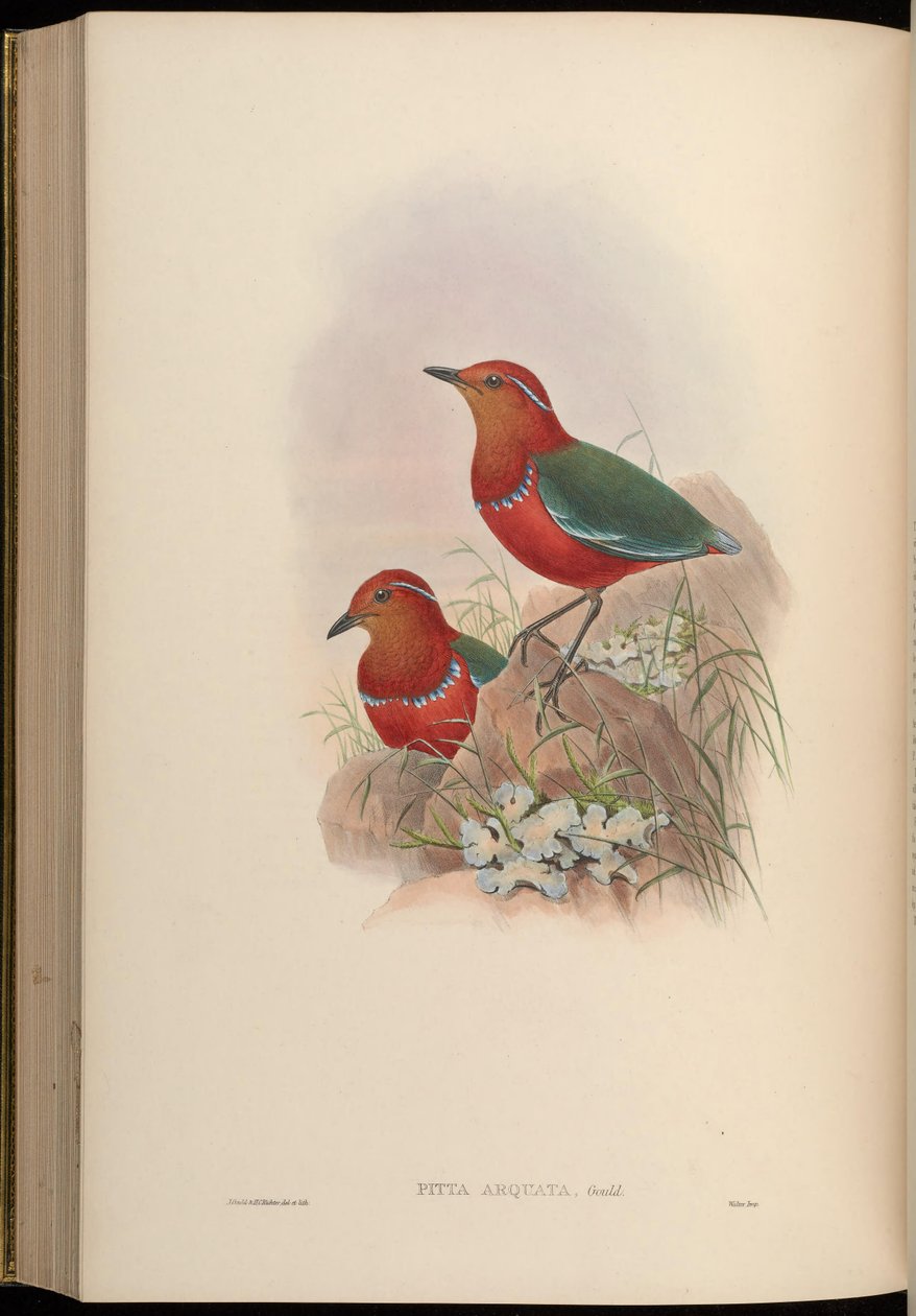 Pitta arquata = Erythropitta arquata af John Gould