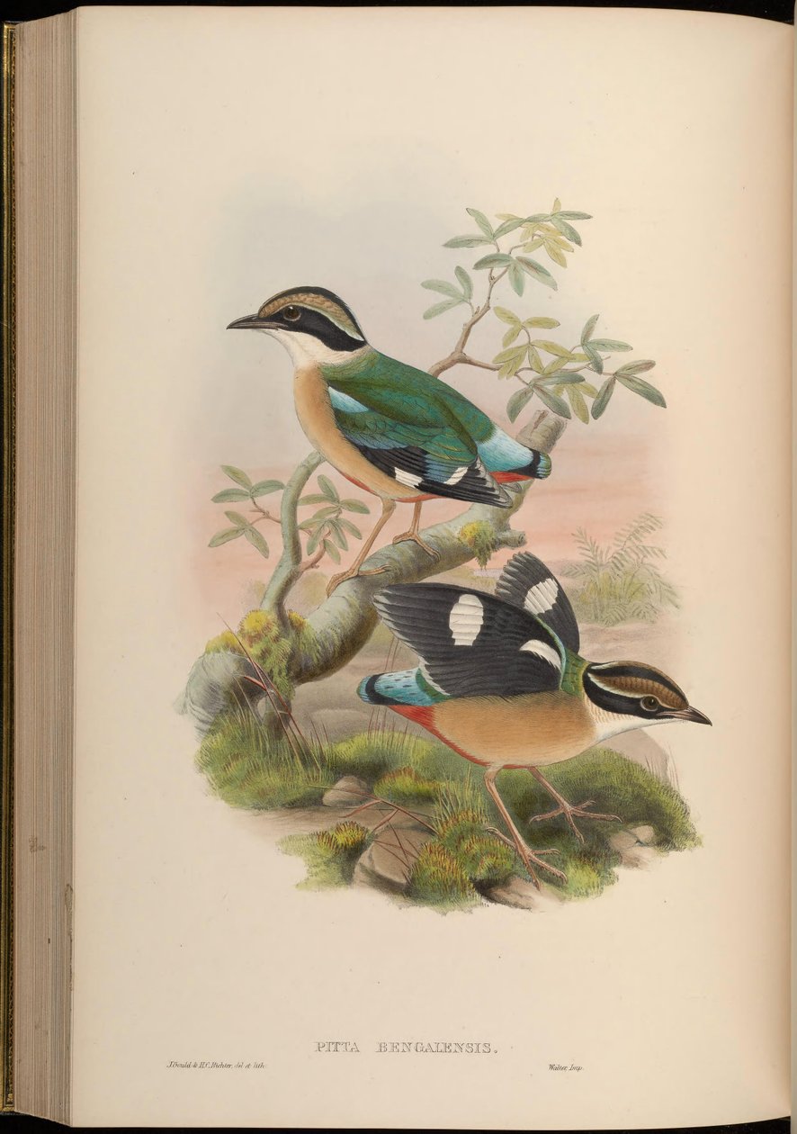 Pitta bengalensis = Pitta brachyura af John Gould
