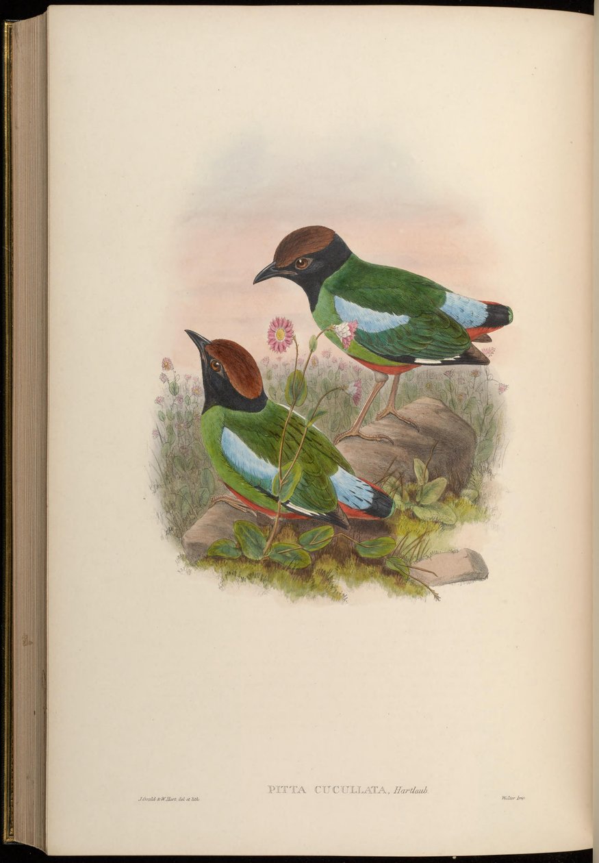 Pitta cucullata = Pitta sordida cucullata af John Gould