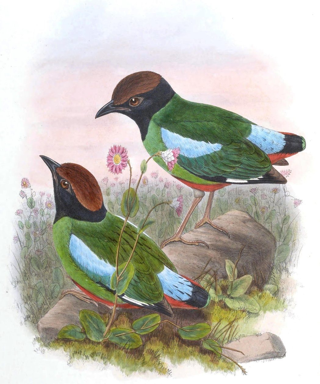 Pitta cucullata = Pitta sordida cucullata af John Gould