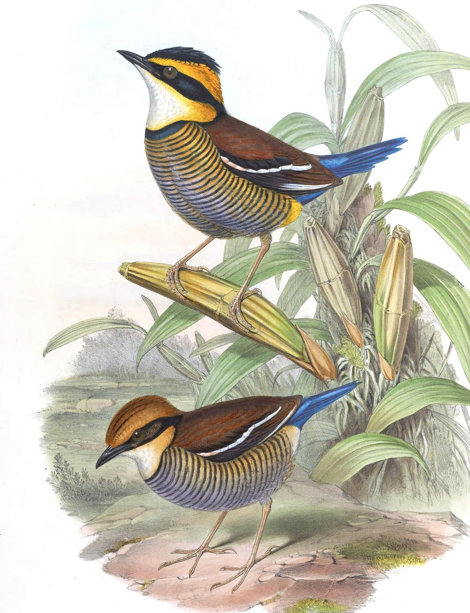 Pitta cyanura = Hydrornis (guajana) guajana af John Gould