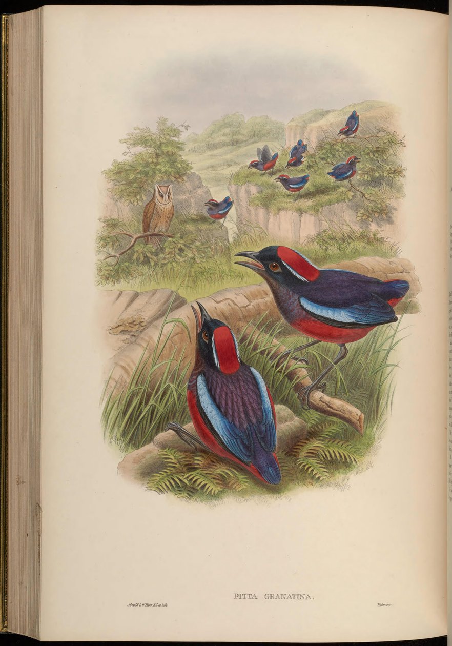 Pitta granatina = Erythropitta granatina granatina af John Gould