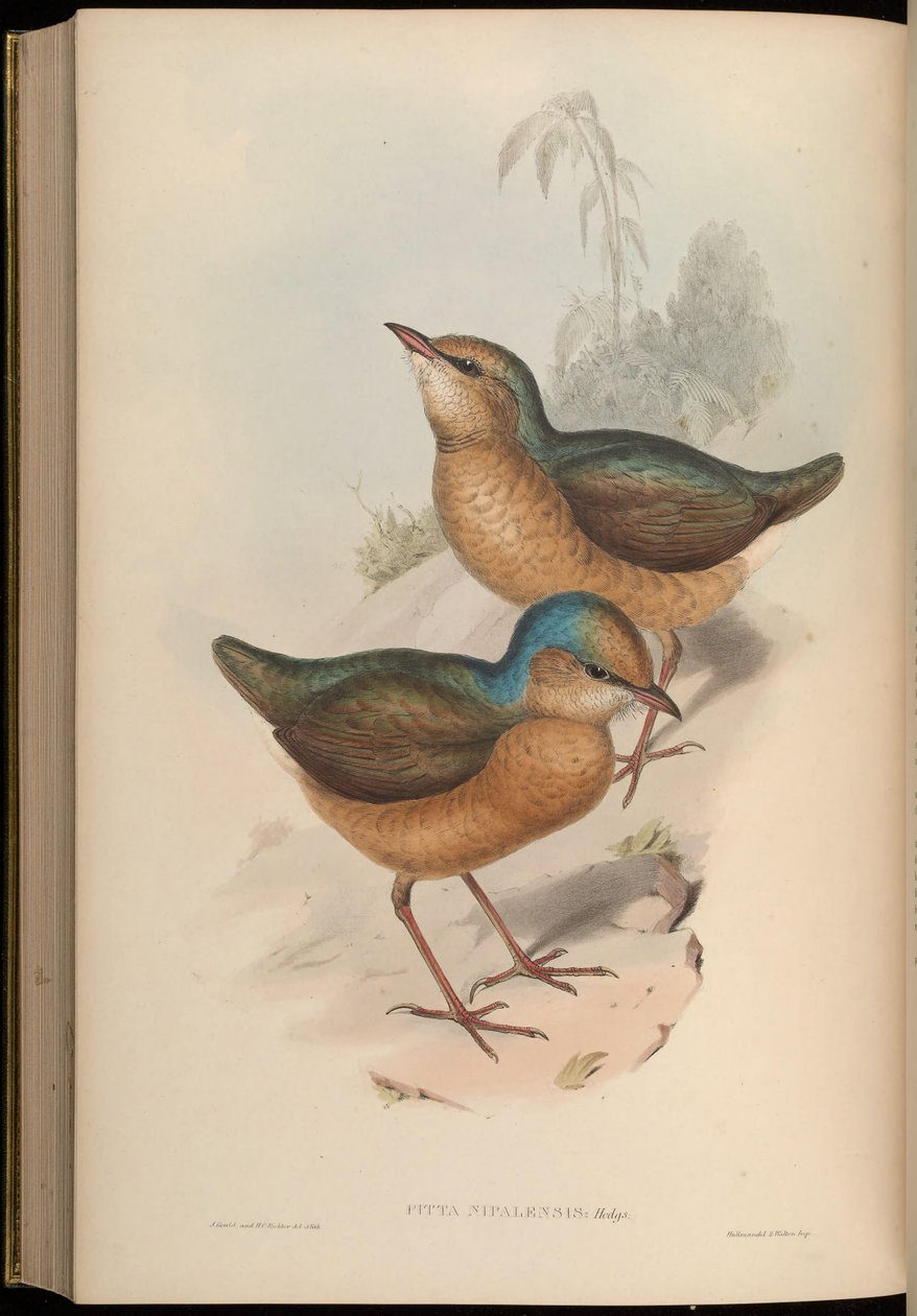 Pitta nipalensis = Hydrornis nipalensis af John Gould