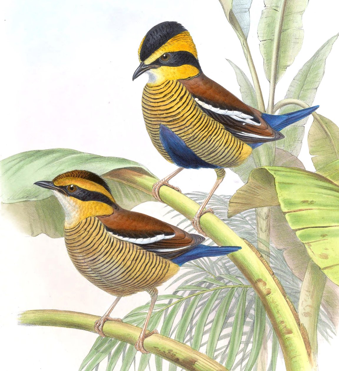 Pitta schwaneri = Hydrornis schwaneri af John Gould