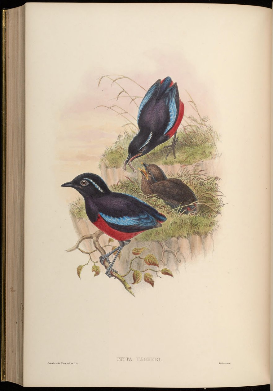 Pitta ussheri = Erythropitta ussheri af John Gould