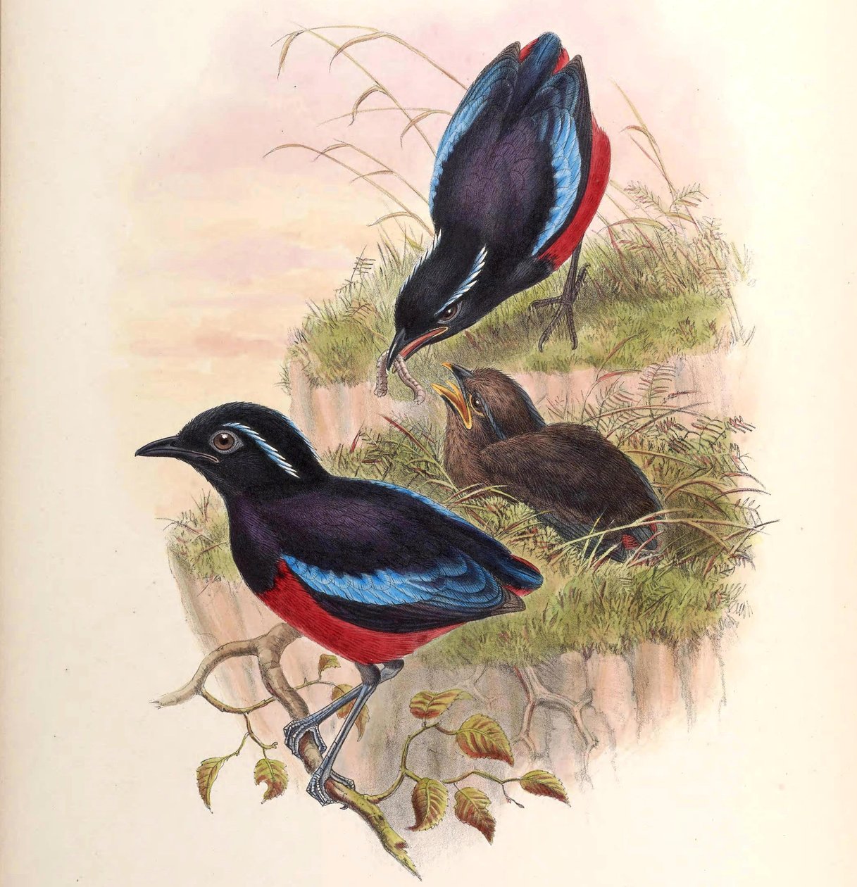 Pitta ussheri = Erythropitta ussheri af John Gould