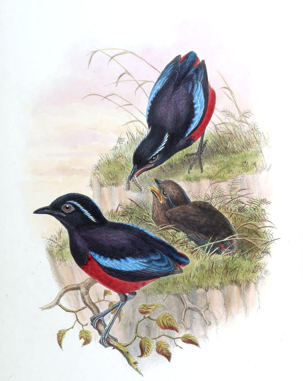Pitta ussheri = Erythropitta ussheri af John Gould